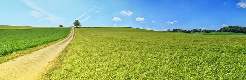Mayo